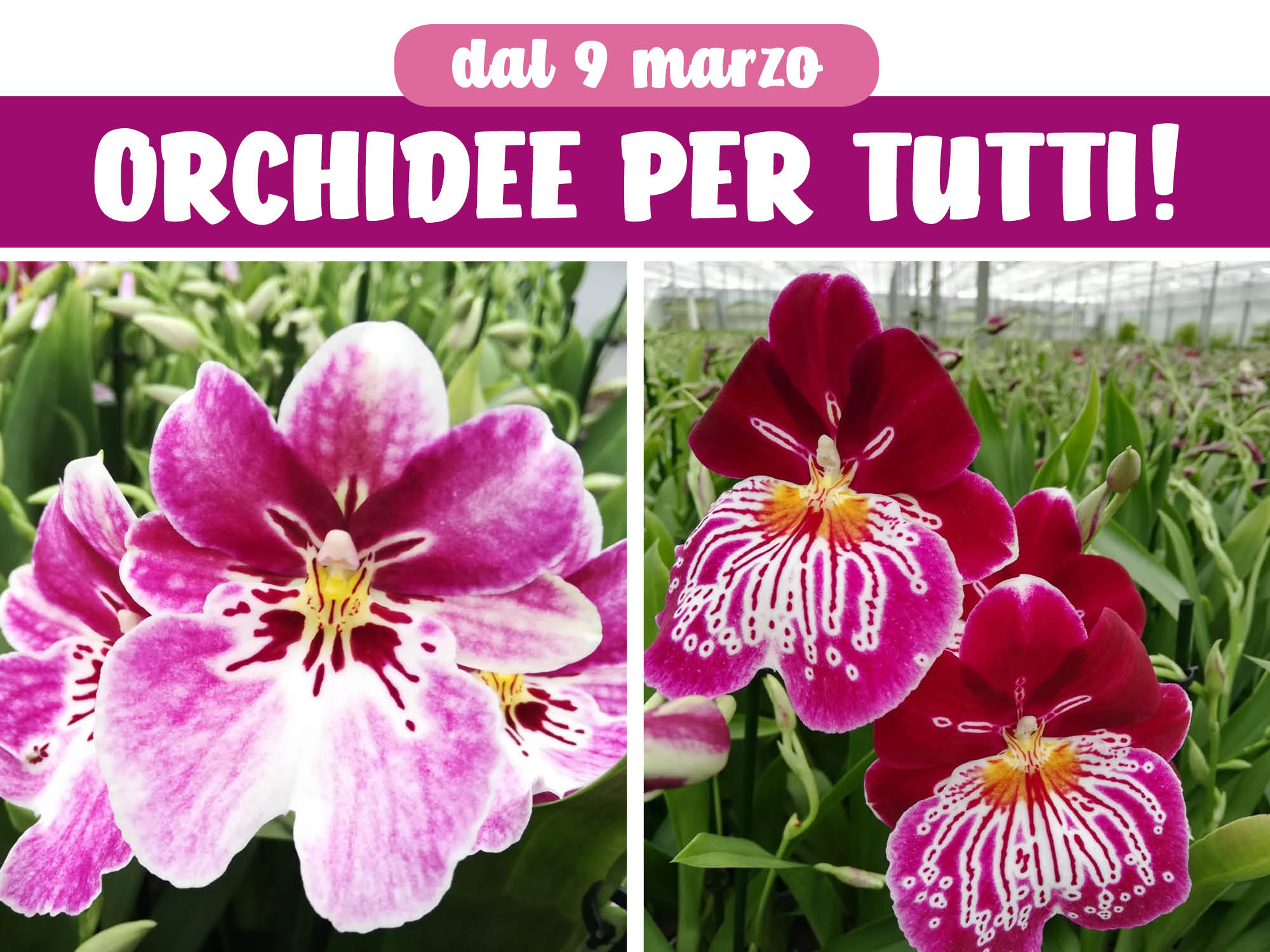 Orchidee per tutti!