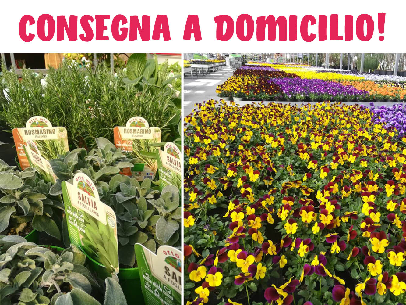 Consegna a domicilio